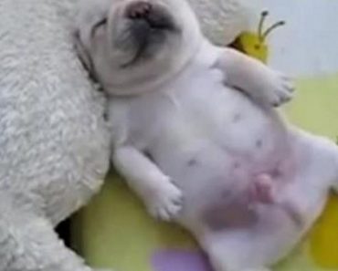 French Bulldog Puppy Sleeps In Most Adorable Way Imaginable!