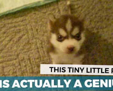This Is The Smartest Puppy In The World