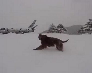 Dog Completely Loses His Mind Following Epic Snowfall