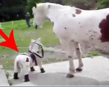 They Show Their Horse A Little Stuffed Pony, But Watch When They Take It Away…