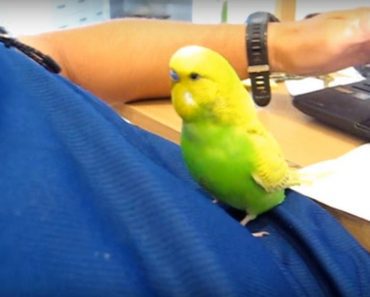 This Incredible Little Budgie Has A Lot To Say