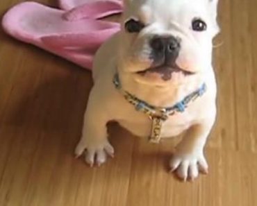 French Bulldog Puppy Learns To Speak With Owner