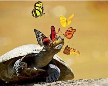 Award Winning Photo Of Butterflies Sipping On Turtle Tears Is Breathtaking