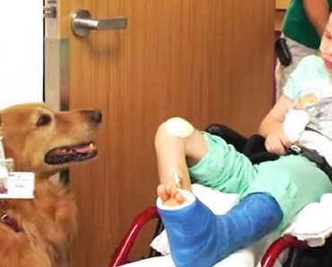Therapy Dog Helps Once Lifeless Child Miraculously Recover