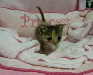 Meet Bijou The Adorable Pint Sized Kitten