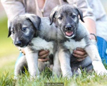 The World’s First And Only Identical Twin Puppies