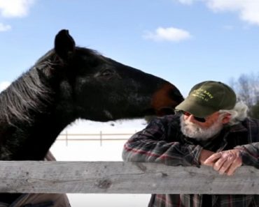 40-Year-Old Horse Saves Man’s Life