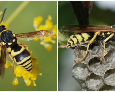 Here Is Why You Should Never Kill A Wasp