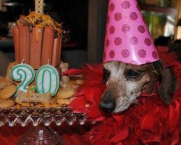 Woman Honors Mother’s Dying Wish, Throws Party For 20-Year-Old Dog