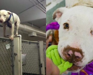 Acrobatic Dog Tried His Best To Escape The Shelter, Until He Was Adopted