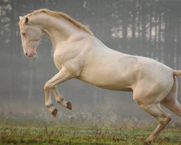 Beautiful rare horses