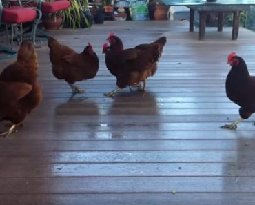 You Can’t Stop Smiling When You See What These Chickens Go Crazy For…