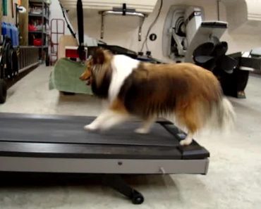Lazy Collie Cheats On Treadmill