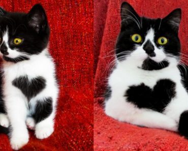 Meet The Cat Who Is Melting Hearts With Her Lovely Markings