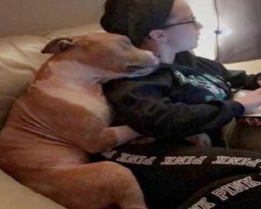Shelter Volunteer Felt Drawn To Dog She Walked, Later Shares This Amazing Post-Adoption Pic