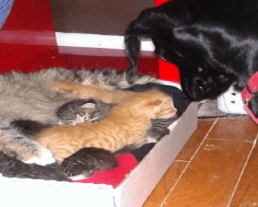 Cat Has 7 Beautiful Kittens, Family Dog Decides He Wants To Act As Their Father…