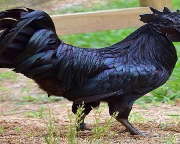 Rare Chicken Is Black From Its Feathers To Its Internal Organs
