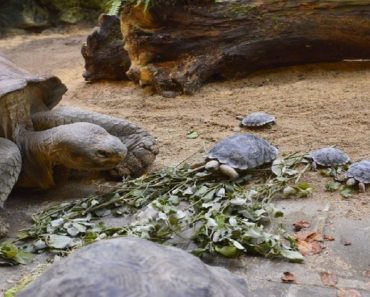80-Year-Old Tortoise Gives Caretakers The Surprise Of Their Lives By Laying Nine Eggs…