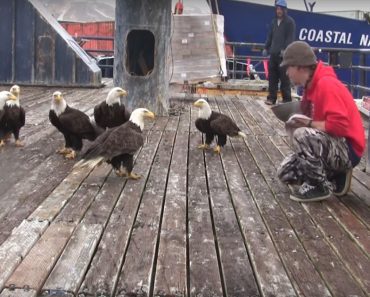 Fisherman Feeds A Flock Of The Most Majestic Birds On Earth In This Incredible Footage