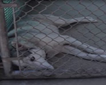 Husky’s Microchip Reveals Disturbing Information, Tying Him To An Animal Testing Laboratory