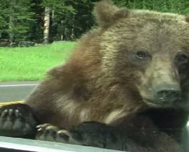 Family Is Driving Through Yellowstone National Park When A Grizzly Bear ‘Attacks’ Their Car