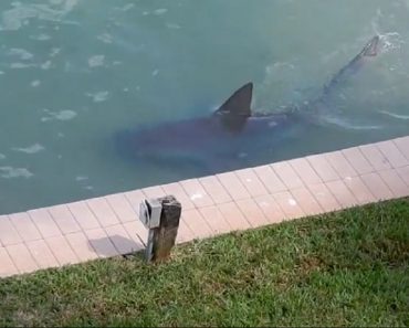 9ft Bull Shark Spotted In Florida ‘Backyard’
