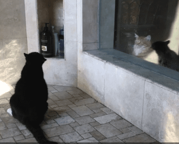 Cat Watches In Shock As His Brother Takes A Shower