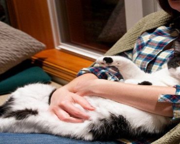 The 5 Tricks Behind Raising Your Cat To Be More Friendly