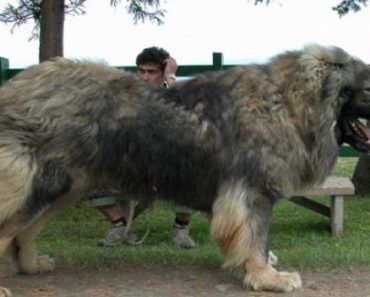 These Massive Dogs Were Once Bred To Hunt Bears