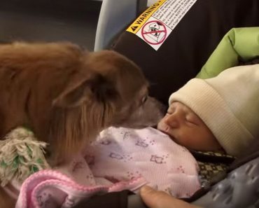 Milo The Chihuahua Meets His Baby Sister