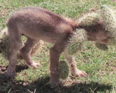Elderly Woman Sees Coyote Pup Stuck In A Cactus, Jumps Into Action To Help Him…