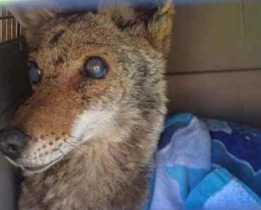 Rescuers Take In Blind Coyote And Get The Surprise Of Their Lives Several Days Later…