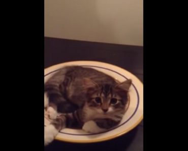 Kitten Awakens After Falling Asleep On Dinner Plate To Have Most Adorable Conversation With Mom