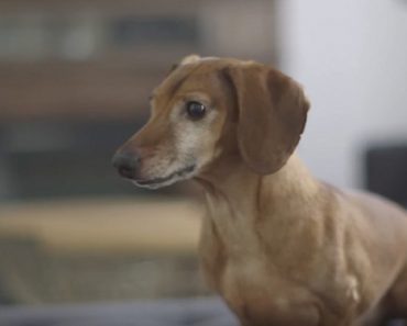 Cute Dachshund Is Reunited With His Favorite Toy Pig 5 Years Later…