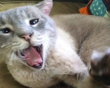 Toothless, Deaf Rescue Cat Actually Has More Reasons Than Ever Right Now To Be Happy