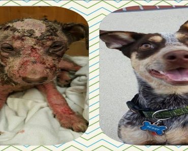 She Didn’t Even Resemble A Dog When Rescuers Found Her, But Look At Her Now…
