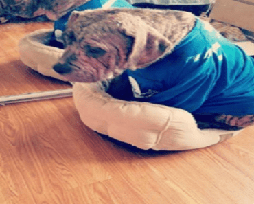 Dog Who Suffers From Skin Condition Finds Happiness In His New Foster Home