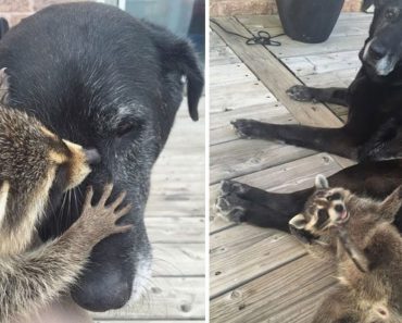 After Raccoon’s Mother Is Hit By Car, Elderly Dog Takes Baby Orphan Under Her Wing…