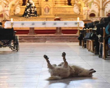 They Were Surprised When A Stray Dog Wandered Into A Packed Church