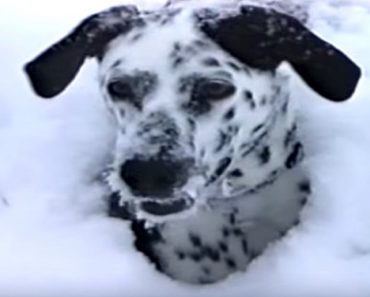 Owners Let Dog Outside After Huge Snowstorm, She Wastes No Time Enjoying A Romp…