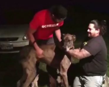 Man And Dog Reunited After 2 Years Apart