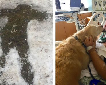 After He Slipped And Broke His Neck, Dog Saved Him And Wouldn’t Leave His Side…