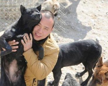 Millionaire Spent His Entire Fortune Saving Thousands Of Dogs From Slaughter Houses