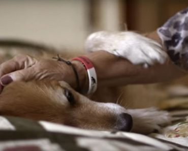 Woman Notices Her Dog Acting Unusually Sad, Then Finds Out The Devastating Reason Why…