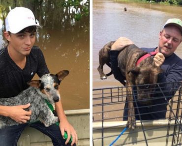 Father And His Son Save 40 Dogs Left Behind During Texas Flood