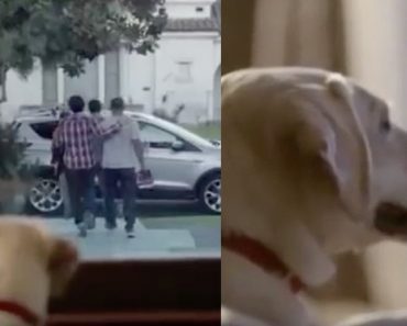 Dog Waits All Night For Owner To Return, The Reality Hits You In The Feels…
