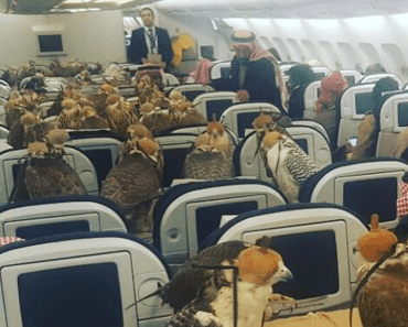Internet Is Buzzing About The Airline Passenger Who Bought 80 Plane Tickets For His Falcons