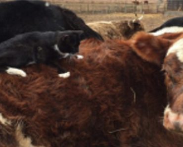 Tiny Kitten Has Incredible Relationship With Farm Animals