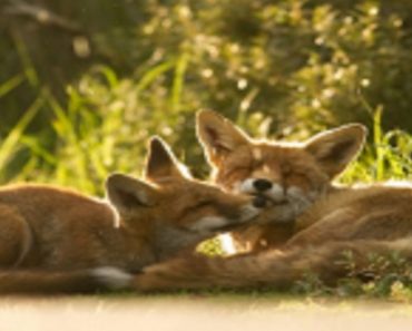 Photographer Shows That Foxes Are Actually Very Loving Animals