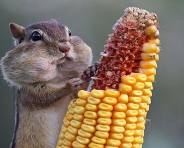 Funny Photos Of Animals Who Enjoy Meal Time Just As Much As You Do